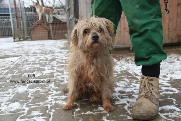 Pies do adopcji, Nowy Dwór Mazowiecki, 21 lutego 2025 (4/5)