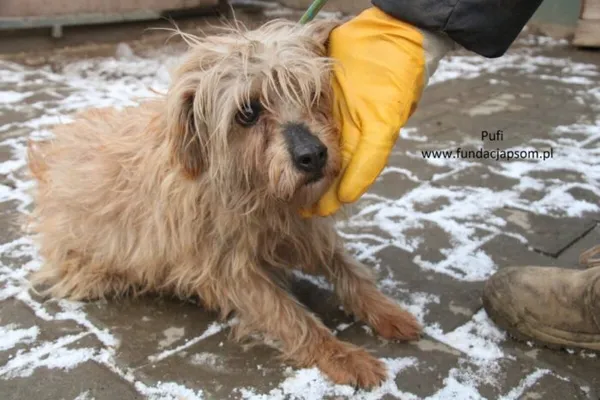 Pies do adopcji, Nowy Dwór Mazowiecki, 21 lutego 2025 (5/5)