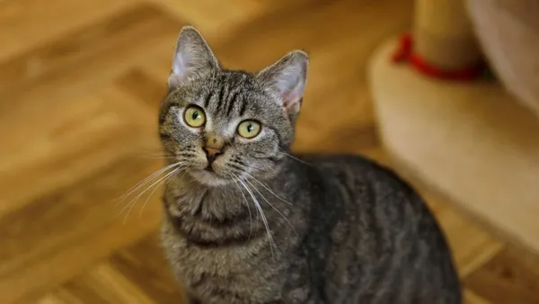 Kot do adopcji, Elbląg, 3 września 2024 (1/5)