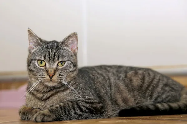 Kot do adopcji, Elbląg, 3 września 2024 (3/5)