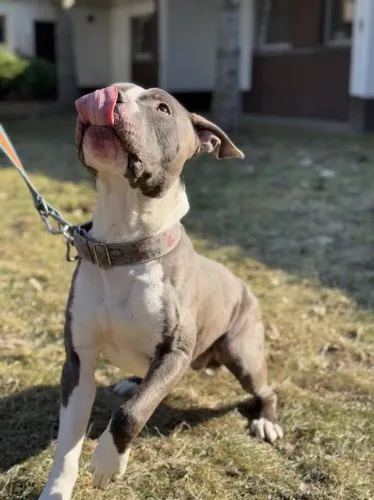 Pies do adopcji, Kraków, 17 stycznia 2025 (1/5)