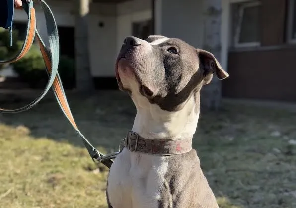 Pies do adopcji, Kraków, 17 stycznia 2025 (2/5)