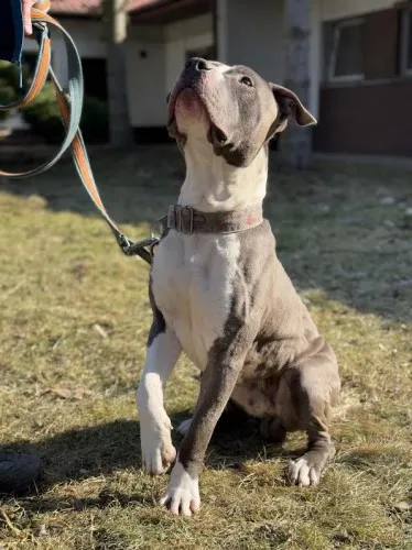 Pies do adopcji, Kraków, 17 stycznia 2025 (5/5)