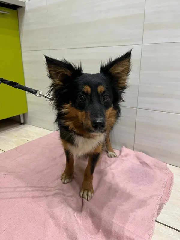 Znaleziono psa, Czartki, 21 lutego 2025