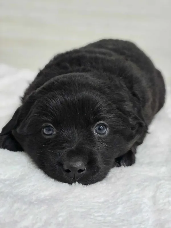 Znaleziono psa, Czartki, 21 lutego 2025