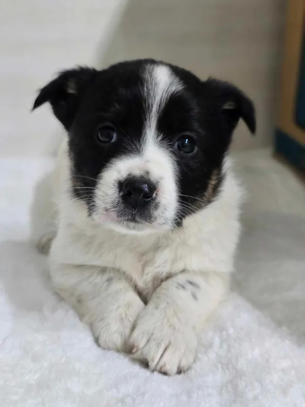 Znaleziono psa, Czartki, 21 lutego 2025