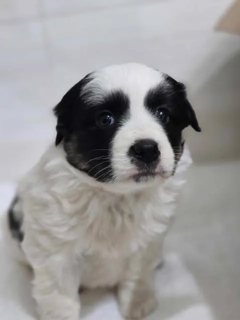 Znaleziono psa, Czartki, 21 lutego 2025