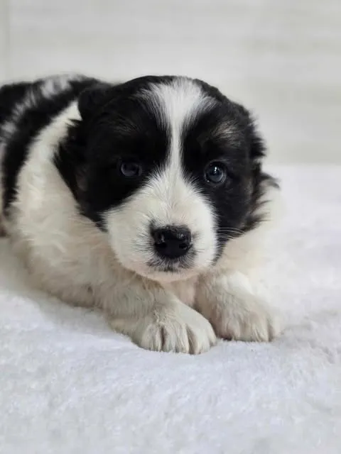 Znaleziono psa, Czartki, 21 lutego 2025