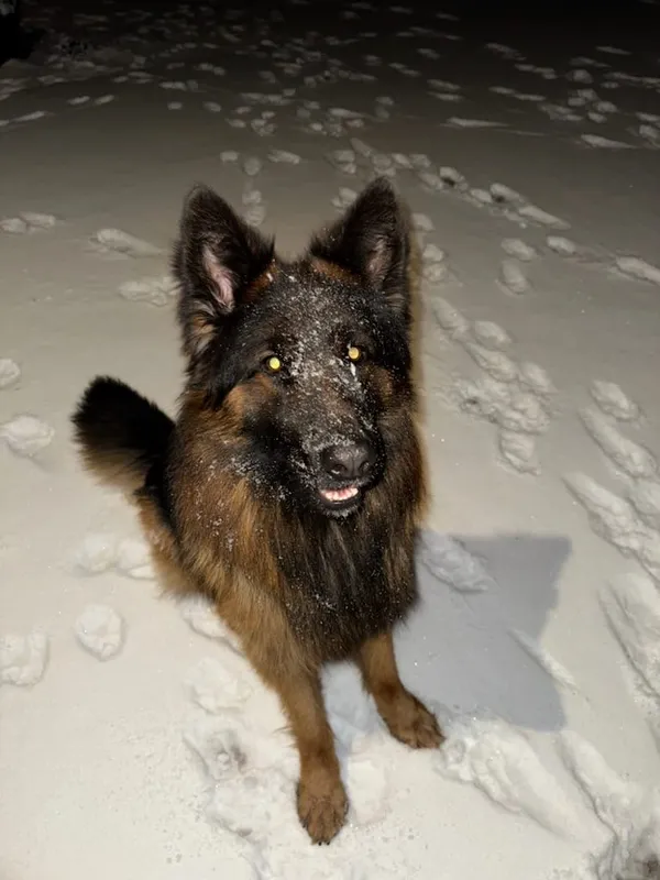 Zaginął pies, Łódź, 21 lutego 2025