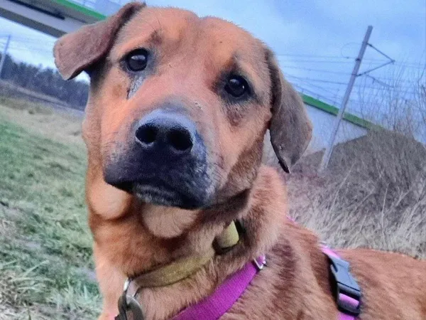 Pies do adopcji, Pawłowo, 21 lutego 2025 (1/2)