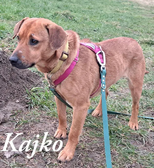 Pies do adopcji, Pawłowo, 21 lutego 2025 (2/2)