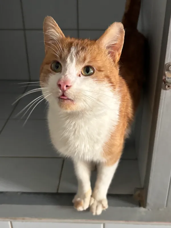 Znaleziono kota, Lublin, 20 lutego 2025