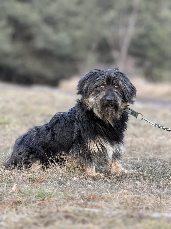 Pies do adopcji, Pieczyska, 20 lutego 2025 (4/4)