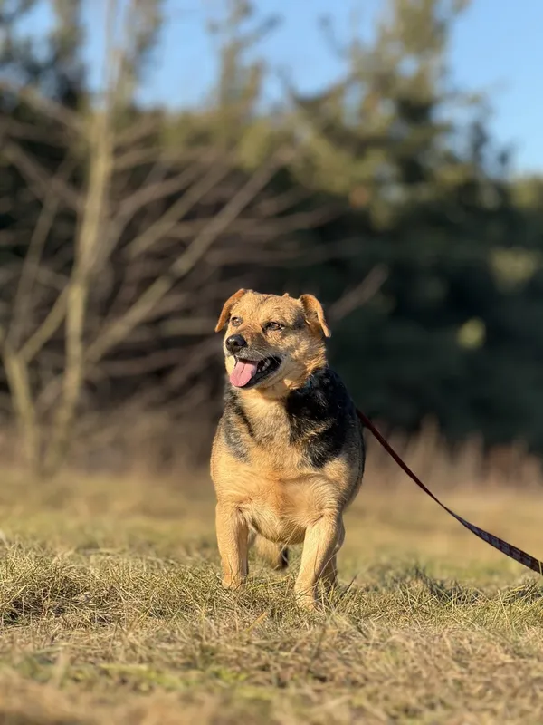 Pies do adopcji, Pieczyska, 20 lutego 2025 (5/5)