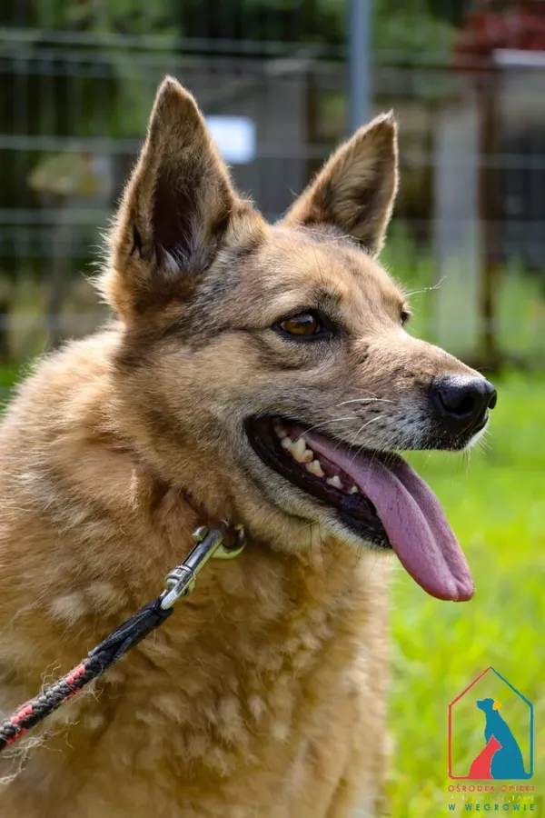 Pies do adopcji, Grudziądz, 2 września 2024 (5/5)