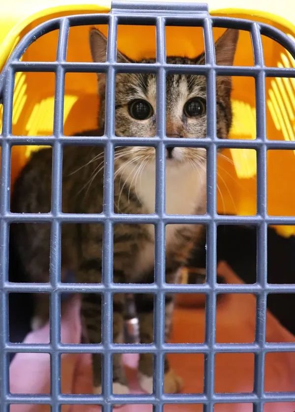 Znaleziono kota, Łódź, 20 lutego 2025 (2/2)