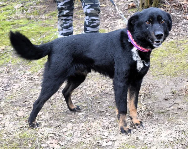 Znaleziono psa, Pieckowo, 21 lutego 2025 (2/5)