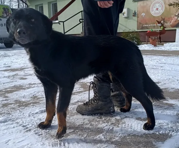 Znaleziono psa, Pieckowo, 21 lutego 2025 (5/5)