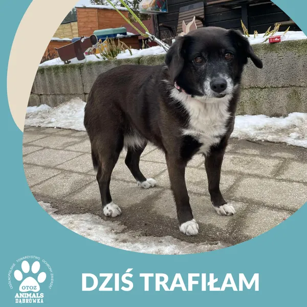 Znaleziono psa, Dąbrówka, 21 lutego 2025 (2/2)