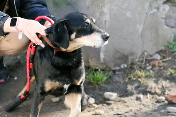 Znaleziono psa, Wałbrzych, 16 lutego 2025 (2/2)