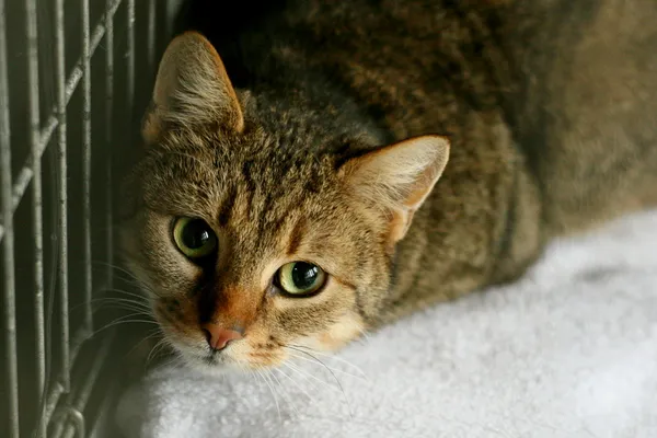 Znaleziono kota, Wałbrzych, 19 lutego 2025