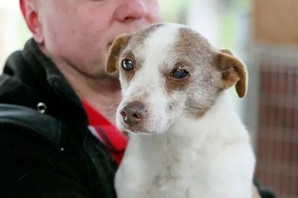 Znaleziono psa, Wałbrzych, 21 lutego 2025