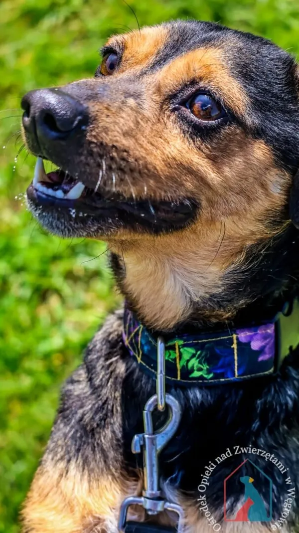Pies do adopcji, Grudziądz, 29 grudnia 2023 (5/5)