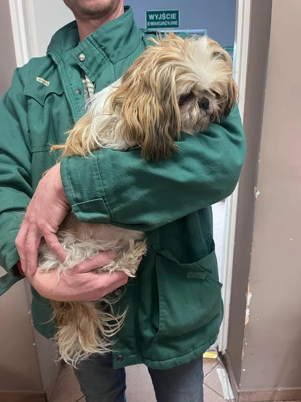 Pies do adopcji, Włocławek, 21 lutego 2025 (1/3)