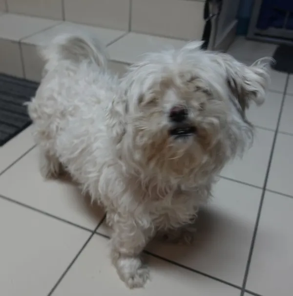 Znaleziono psa, Gdańsk, 22 lutego 2025