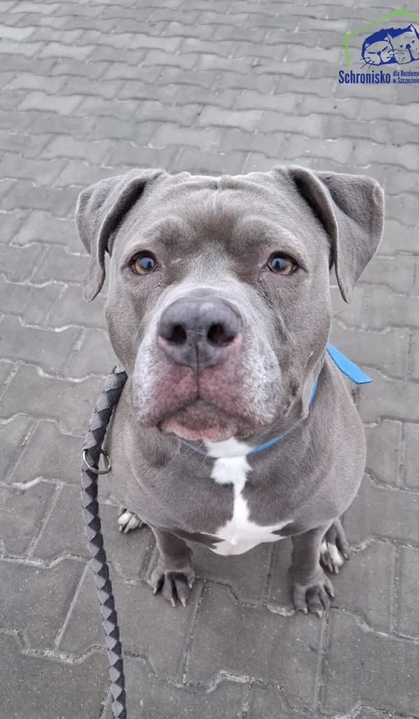 Pies do adopcji, Szczecin, 5 września 2024 (1/3)