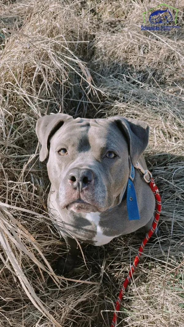 Pies do adopcji, Szczecin, 5 września 2024 (2/3)