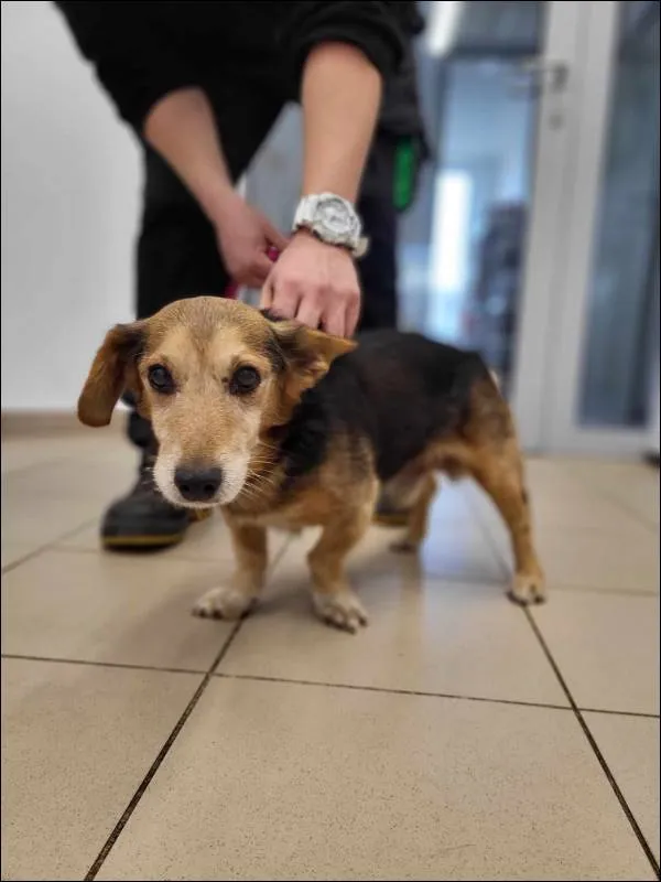 Znaleziono psa, Grudziądz, 22 lutego 2025