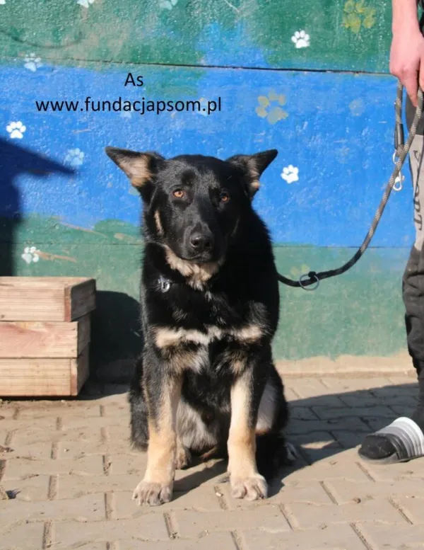 Pies do adopcji, Nowy Dwór Mazowiecki, 22 lutego 2025 (2/5)