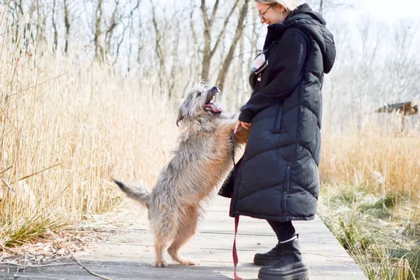 Znaleziono psa, Sosnowiec, 20 lutego 2025 (3/5)