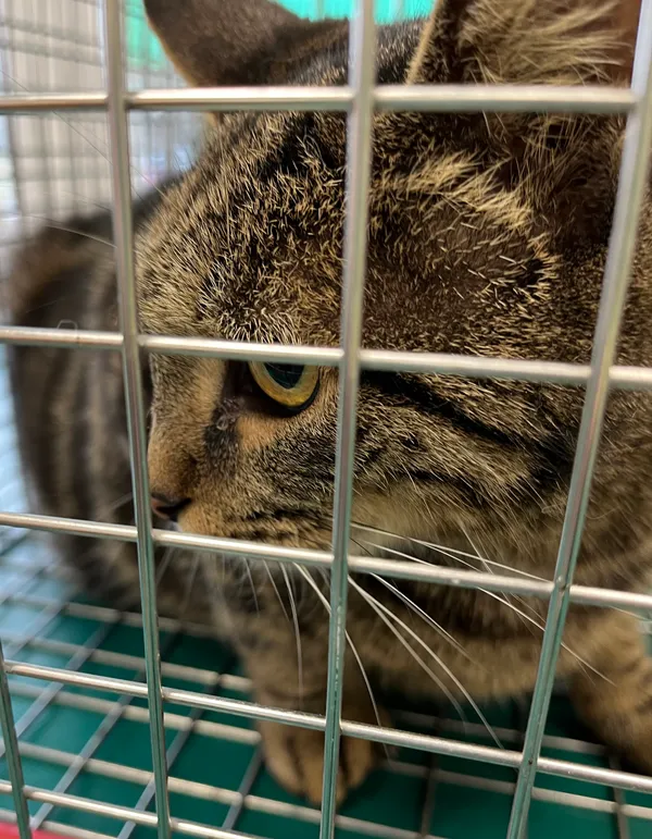 Znaleziono kota, Dobra, 21 lutego 2025