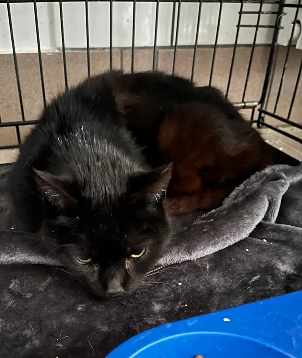 Znaleziono kota, Dobra, 21 lutego 2025