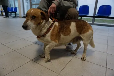 Pies do adopcji, Kraków, 7 lutego 2025