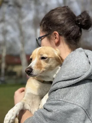 Pies do adopcji, Kraków, 7 lutego 2025 (2/5)