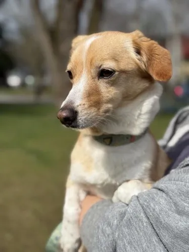 Pies do adopcji, Kraków, 7 lutego 2025 (4/5)