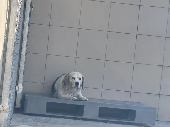 Pies do adopcji, Kraków, 8 lutego 2025