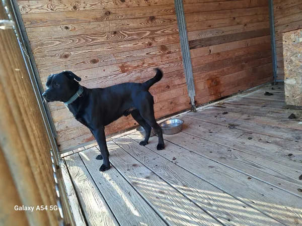 Pies do adopcji, Orzechowce, 20 lutego 2025 (1/3)