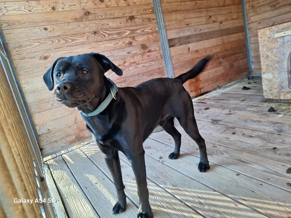 Pies do adopcji, Orzechowce, 20 lutego 2025 (2/3)