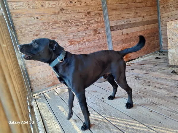 Pies do adopcji, Orzechowce, 20 lutego 2025 (3/3)