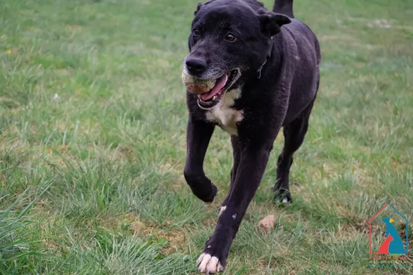 Pies do adopcji, Grudziądz, 6 sierpnia 2024 (4/5)