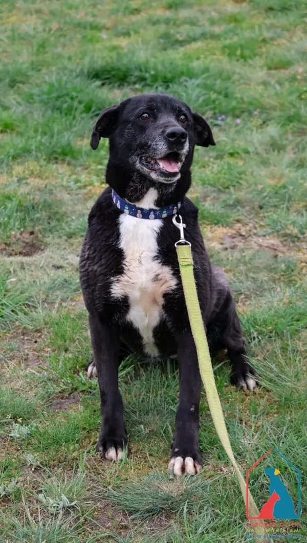 Pies do adopcji, Grudziądz, 6 sierpnia 2024 (5/5)