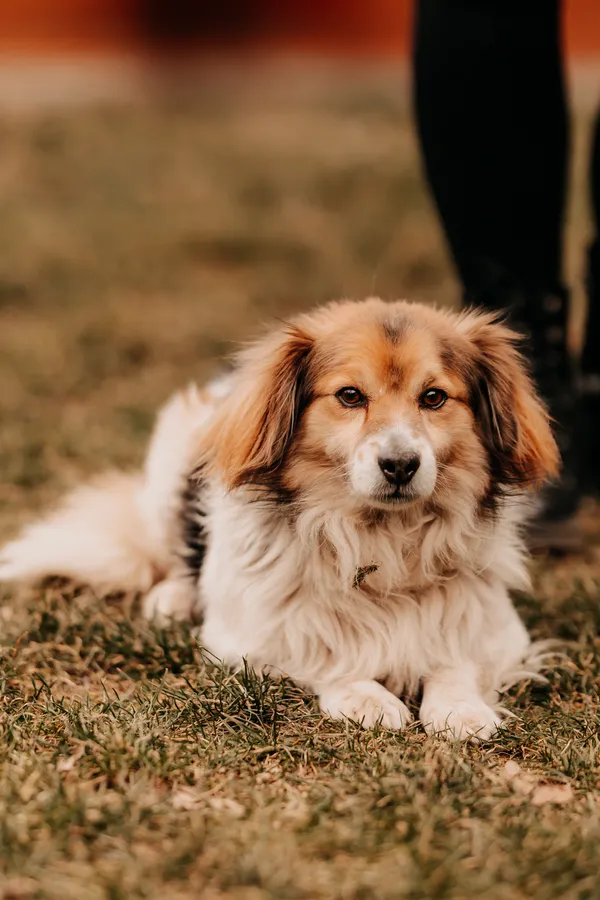 Pies do adopcji, Czartki, 23 lutego 2025 (1/5)