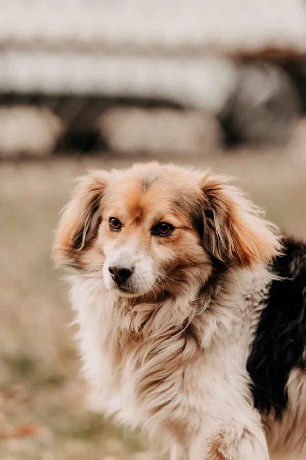 Pies do adopcji, Czartki, 23 lutego 2025 (3/5)