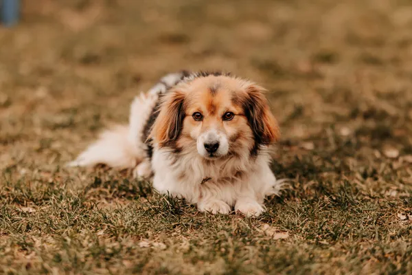 Pies do adopcji, Czartki, 23 lutego 2025 (4/5)