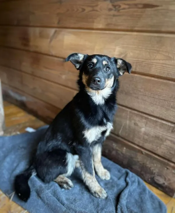 Pies do adopcji, Rytlów, 23 lutego 2025