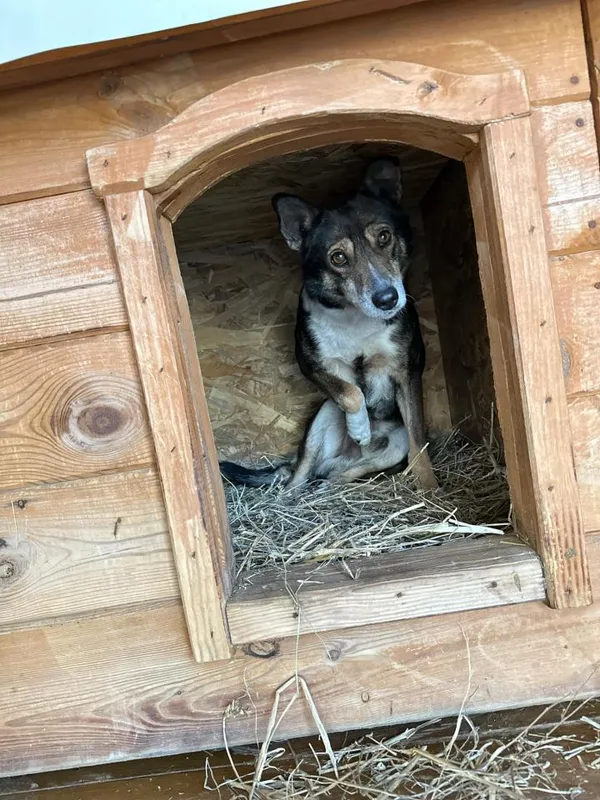 Pies do adopcji, Rytlów, 23 lutego 2025